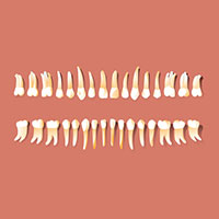 anatomy of a tooth
