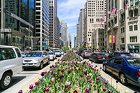 Chicago's Magnificent Mile with blooming tulips in the median, busy traffic, and towering skyscrapers lining the street.